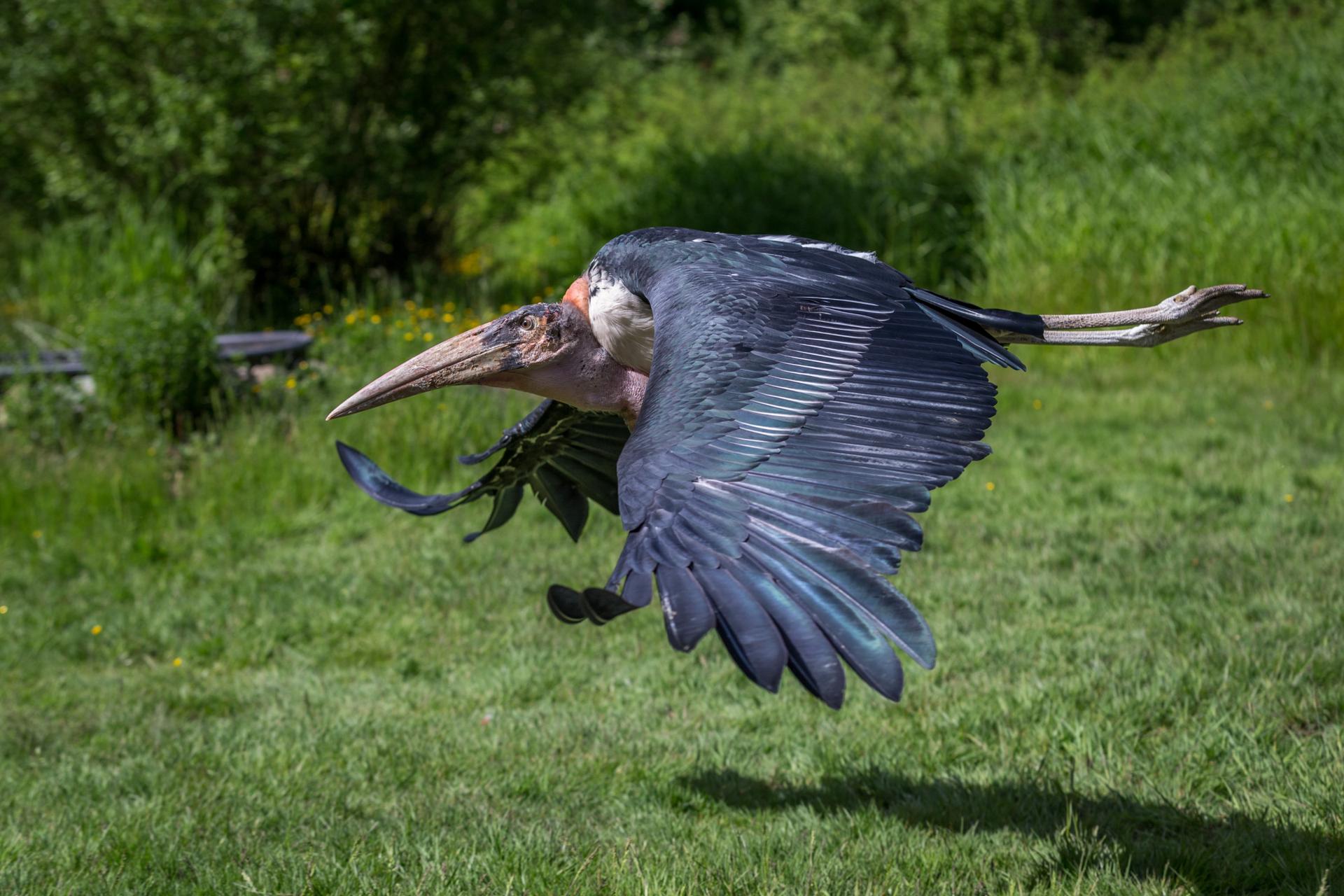Get Closer to birds of prey at The Raptors.