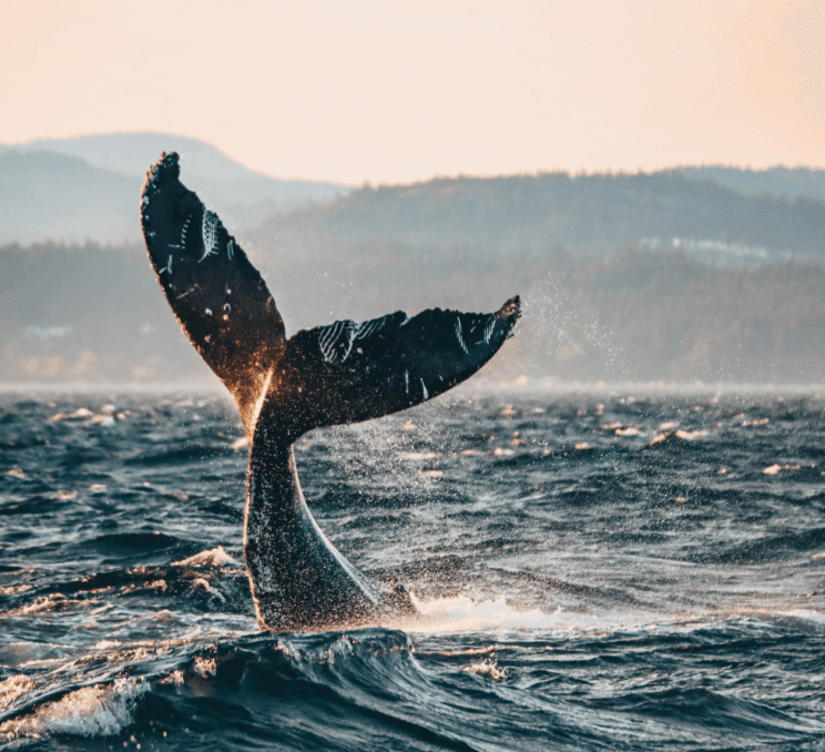 A humpback whale tail fin in Victoria, BC