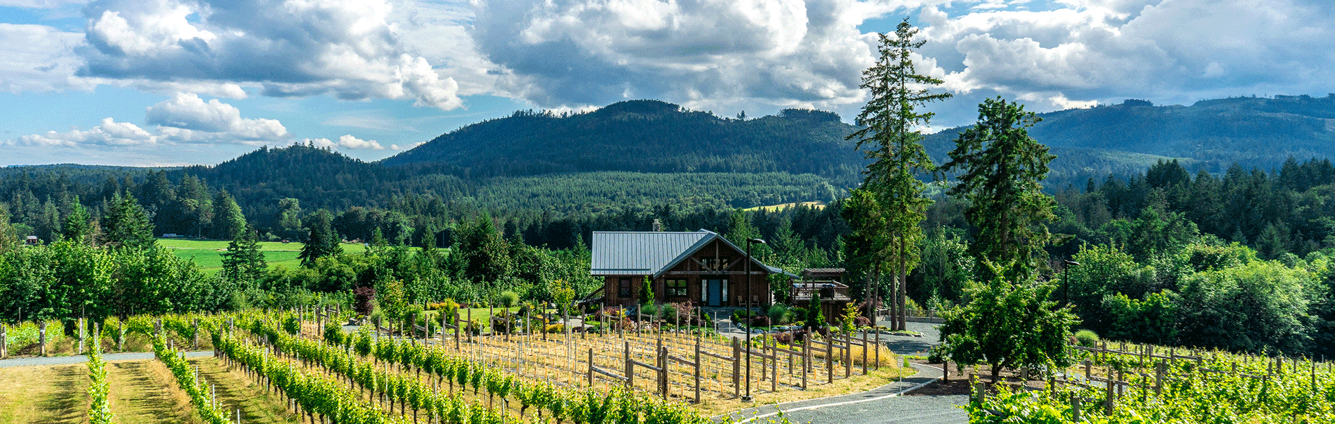 A view of the vineyard and tasting room at Blue Grouse Estate Winery in the Cowichan Valley just north of Victoria, BC