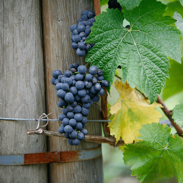 Grapes growing on a vine at a winery in the Cowichan Valley just north of Victoria, BC
