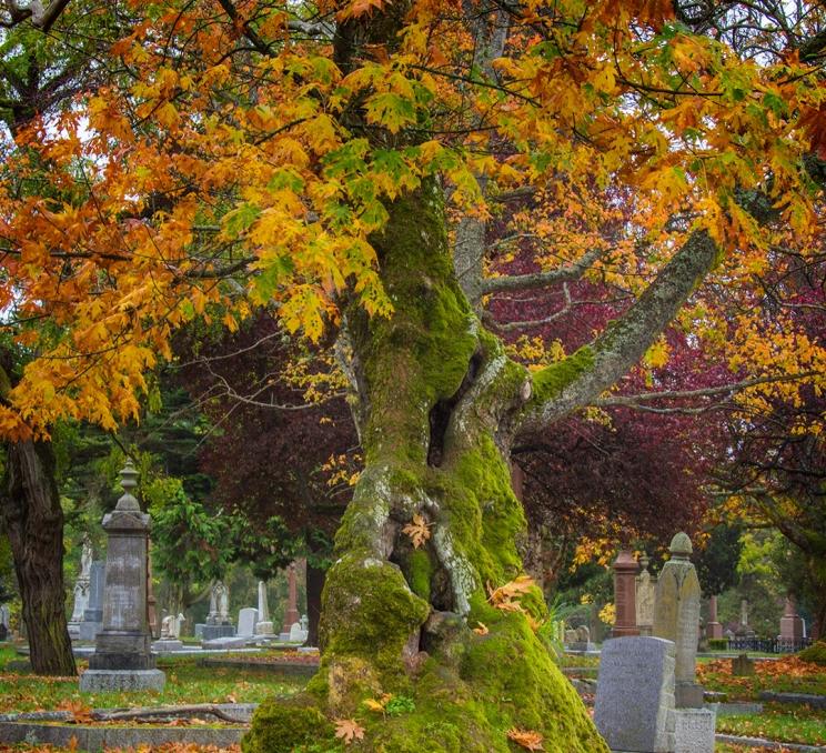 A tree shows off its fall foliage amidst the tombstones at Ross Bay Cemetery in Victoria, BC