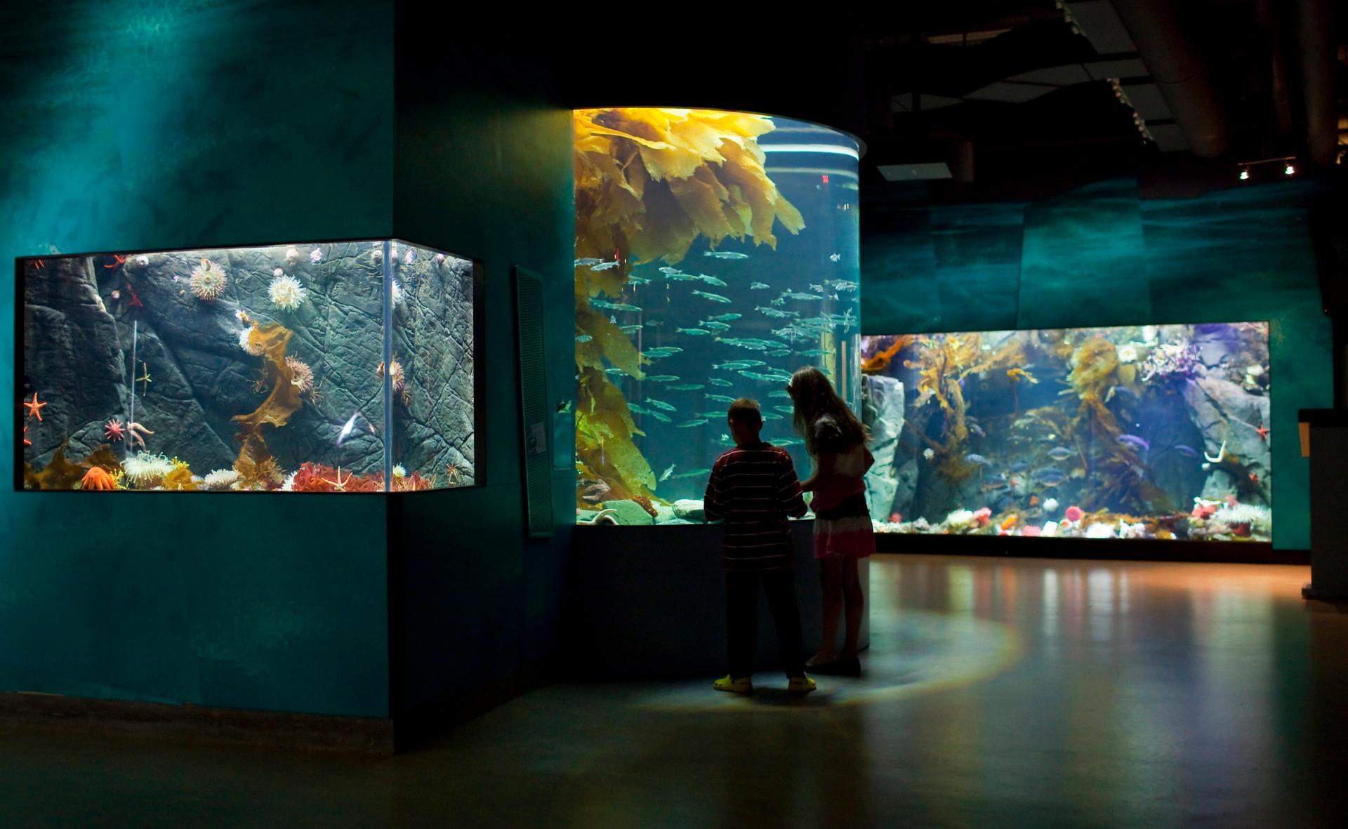 Shaw Centre for the Salish Sea aquariums