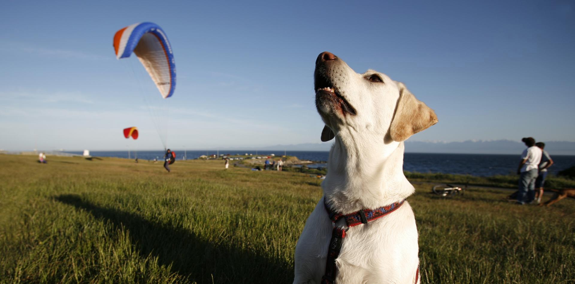 travel with dog victoria