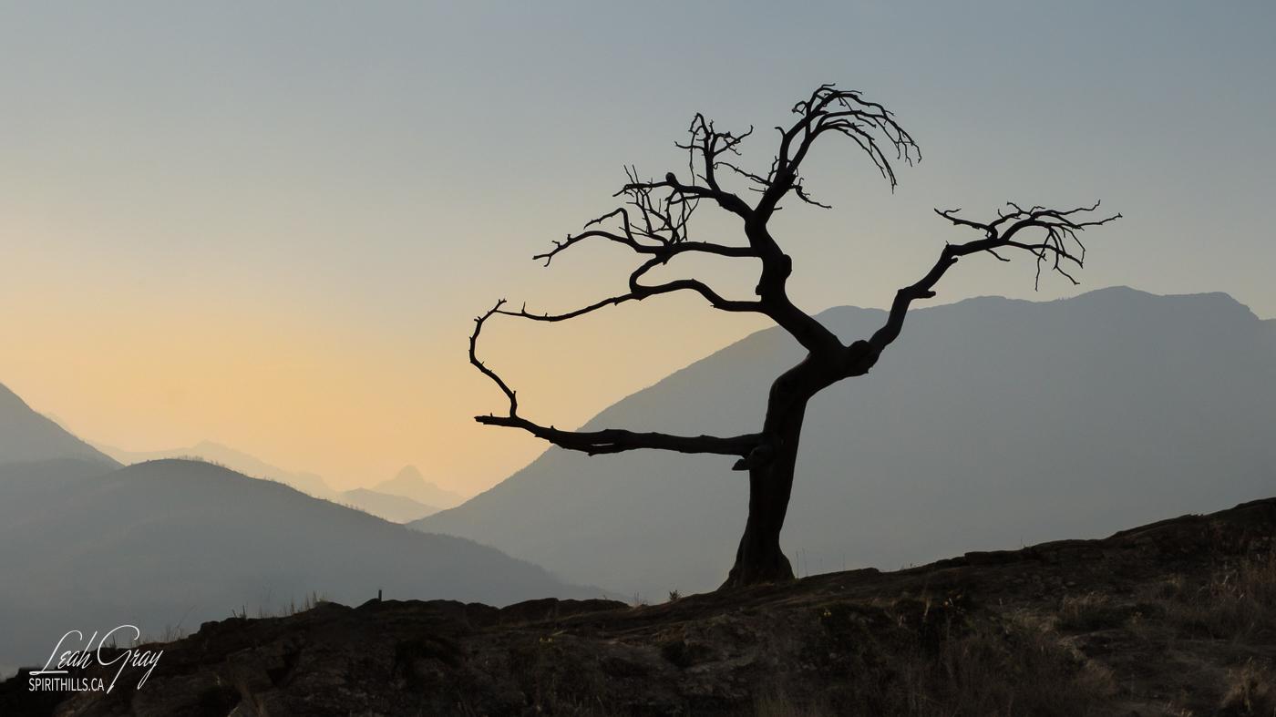 A photograph of a silhouetted leaf-less tree in the foreground and a sunset behind mountains in the background.
