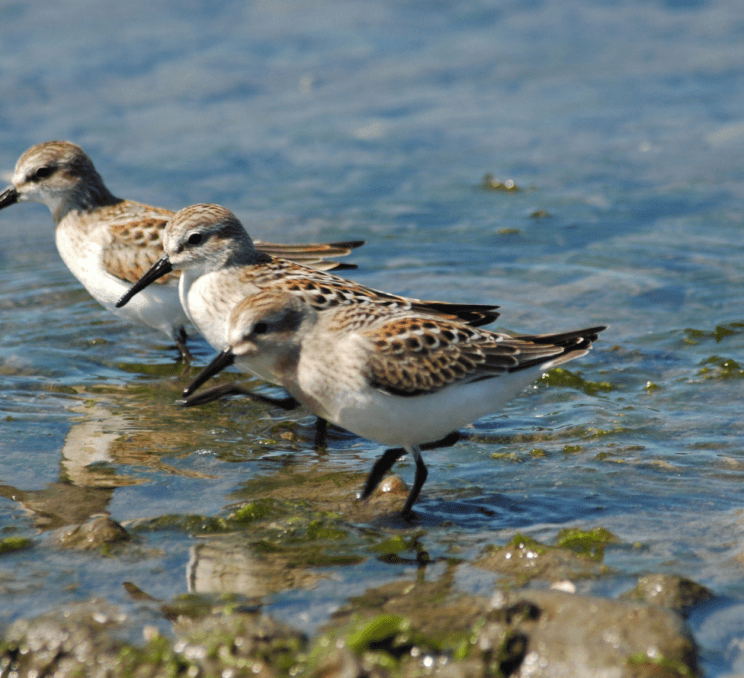 Three Western Sandpipers trudge along the shoreline around Greater Victoria, British Columbia.