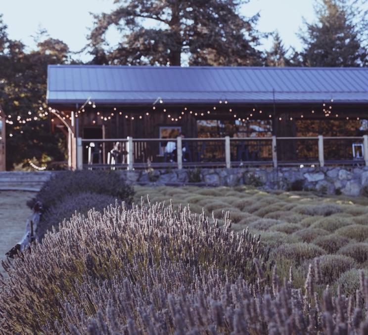 A view from the purple lavender fields at Bilston Creek Farm towards the barn, in Greater Victoria, BC