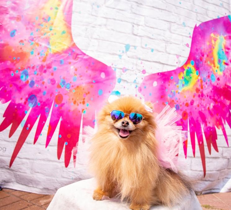 A small dog poses for a photo while wearing sunglasses in front of a graffiti wall that features pink angel wings for Day of the Dog in Victoria, BC