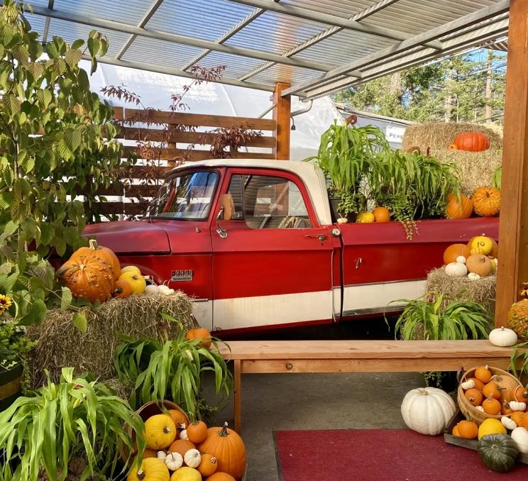 A red and white truck sits amidst a display of pumpkins at the Patio Gardens in Victoria, BC