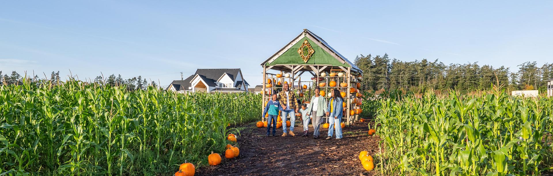 A family walks hand-in-hand through a cornfield with a dazzling pumpkin display in the background in Victoria, BC