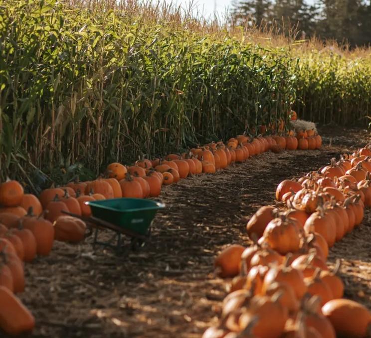 The Saanichton Corn Maze is lined with pumpkins in Victoria, BC