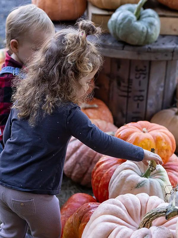 A young girl picks pumpkins at Merridale Cidery & Distillery