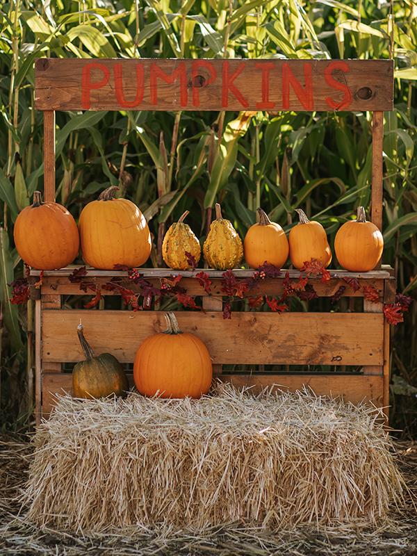 A pumpkin stand at Ocean View Estates in Victoria, BC