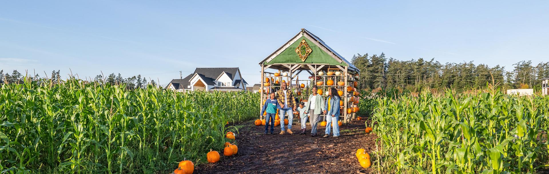 A family walks through a cornfield after looking at a Halloween pumpkin exhibit in Victoria, BC