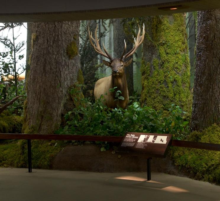 A view of an elk in the Natural History Gallery of the Royal BC Museum in Victoria, BC