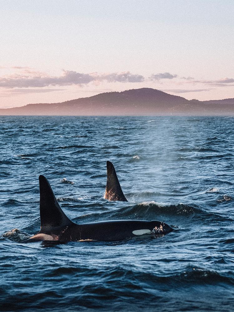 A pair of orcas swimming in the Salish Sea at sunrise off the coast of Victoria, BC