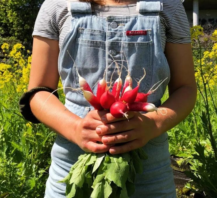 A person in denim overalls holds a bunch of radishes at FED Urban Farm in Victoria, BC