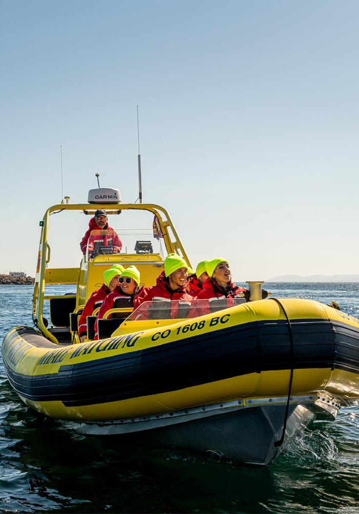 A tour group on a yellow zodiac explore the Salish Sea off the Coast of Victoria, BC