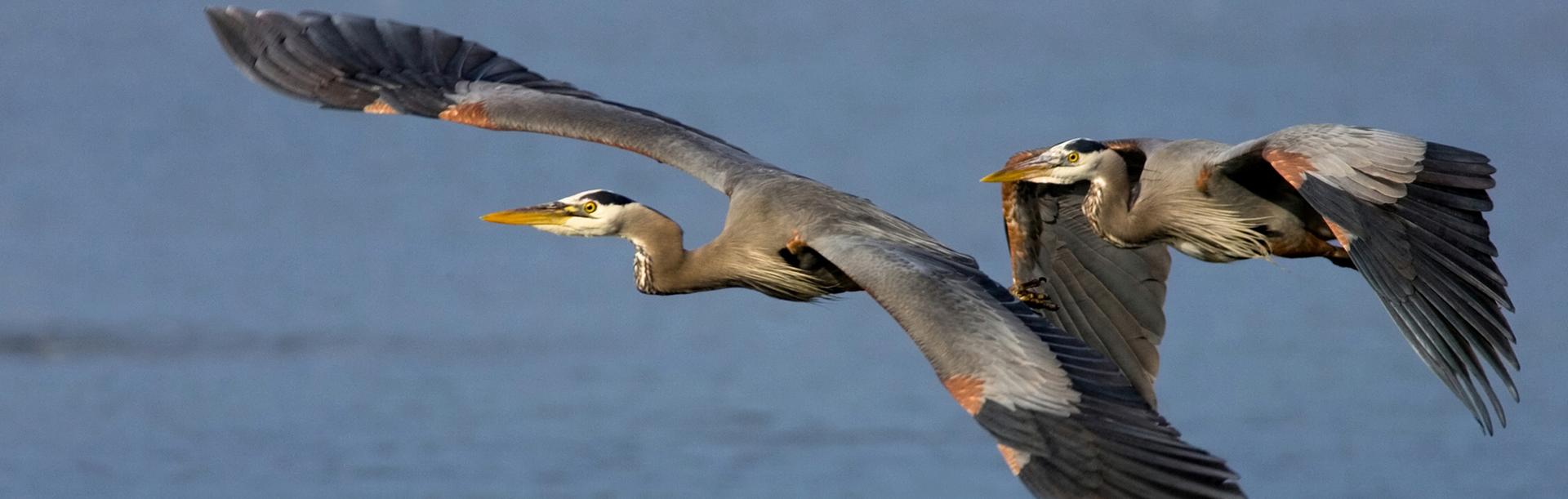 2 Herons flying across the ocean in Esquimalt, BC