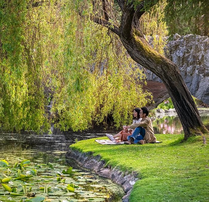 A couple enjoys a picnic along the shore of a pond beneath a Willow tree in Beacon Hill Park in Victoria, BC