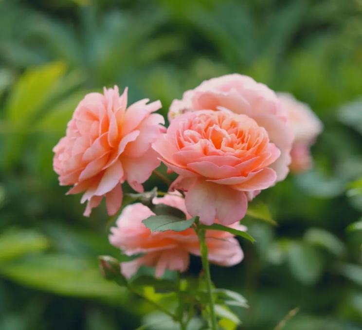 Flowers in bloom at the Gardens at HCP in Victoria, BC