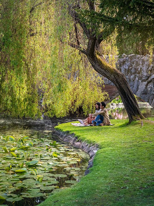 A couple sits down to enjoy a picnic beneath a willow tree along the shore of a pond in Beacon Hill Park in Victoria, BC'S James Bay neighbourhood
