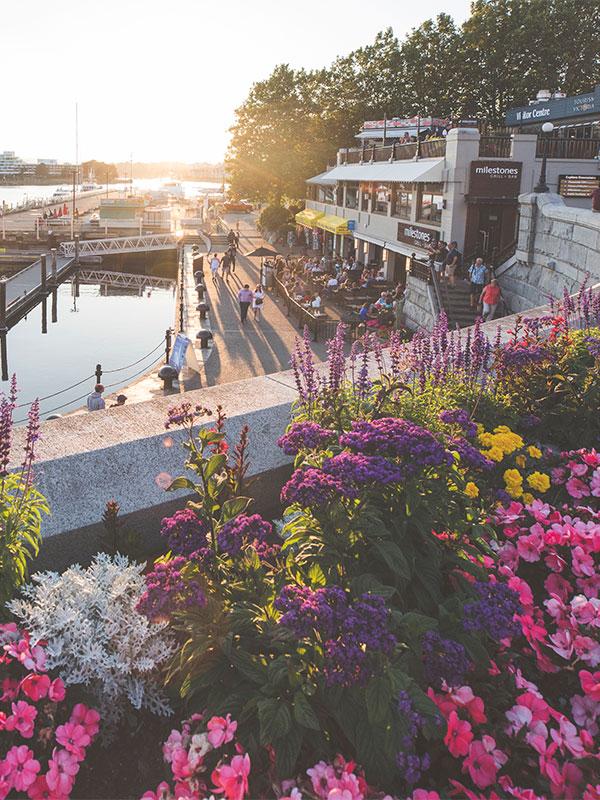 A view of the Inner Harbour's Lower Causeway from behind the flower beds at sunset in Victoria, BC