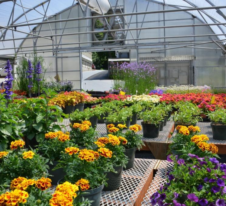 The interior of a greenhouse at The Butchart Gardens in Victoria, BC