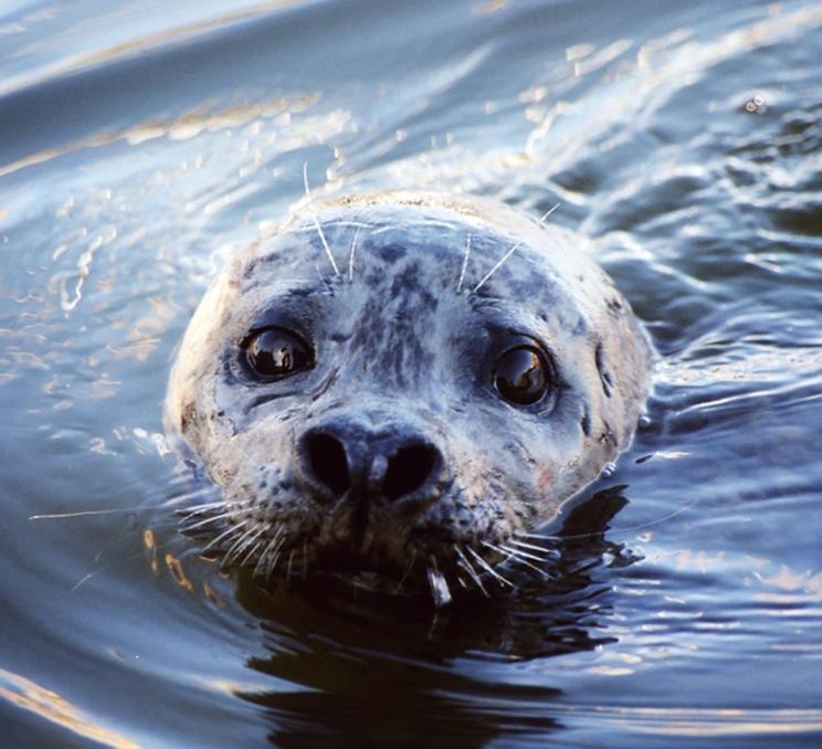 A seal swimming in the Salish Sea off the coast of Victoria, BC