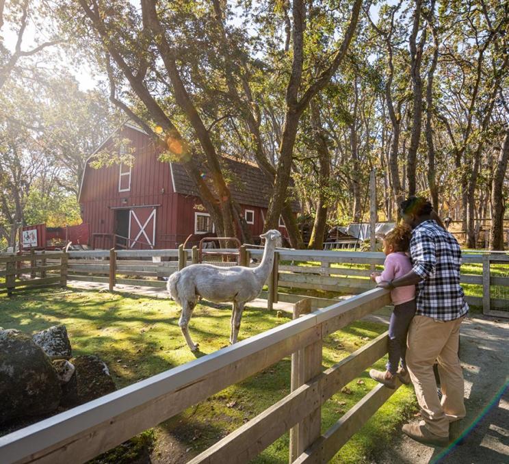 A father and daughter look at a llama at the Beacon Hill Children's Farm in Victoria, BC