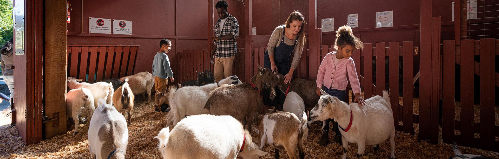 A family inside a red barn pets goats at the Beacon Hill Children's Farm in Victoria, BC