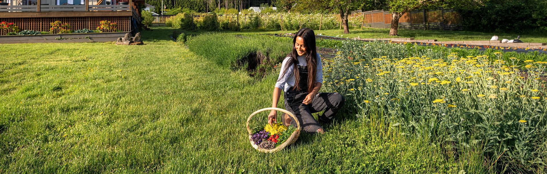 A farmer harvests plants in a farm on the Saanich Peninsula in Greater Victoria, BC