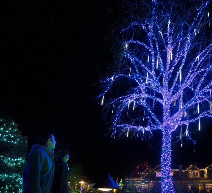 A couple looks up at a tree that is illuminated with bright blue Christmas lights at The Butchart Gardens during their Magic of Christmas holiday light display in Victoria, BC