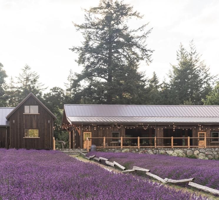 Blooming lavender field in summer at Bilston Creek Farm, Metchosin BC
