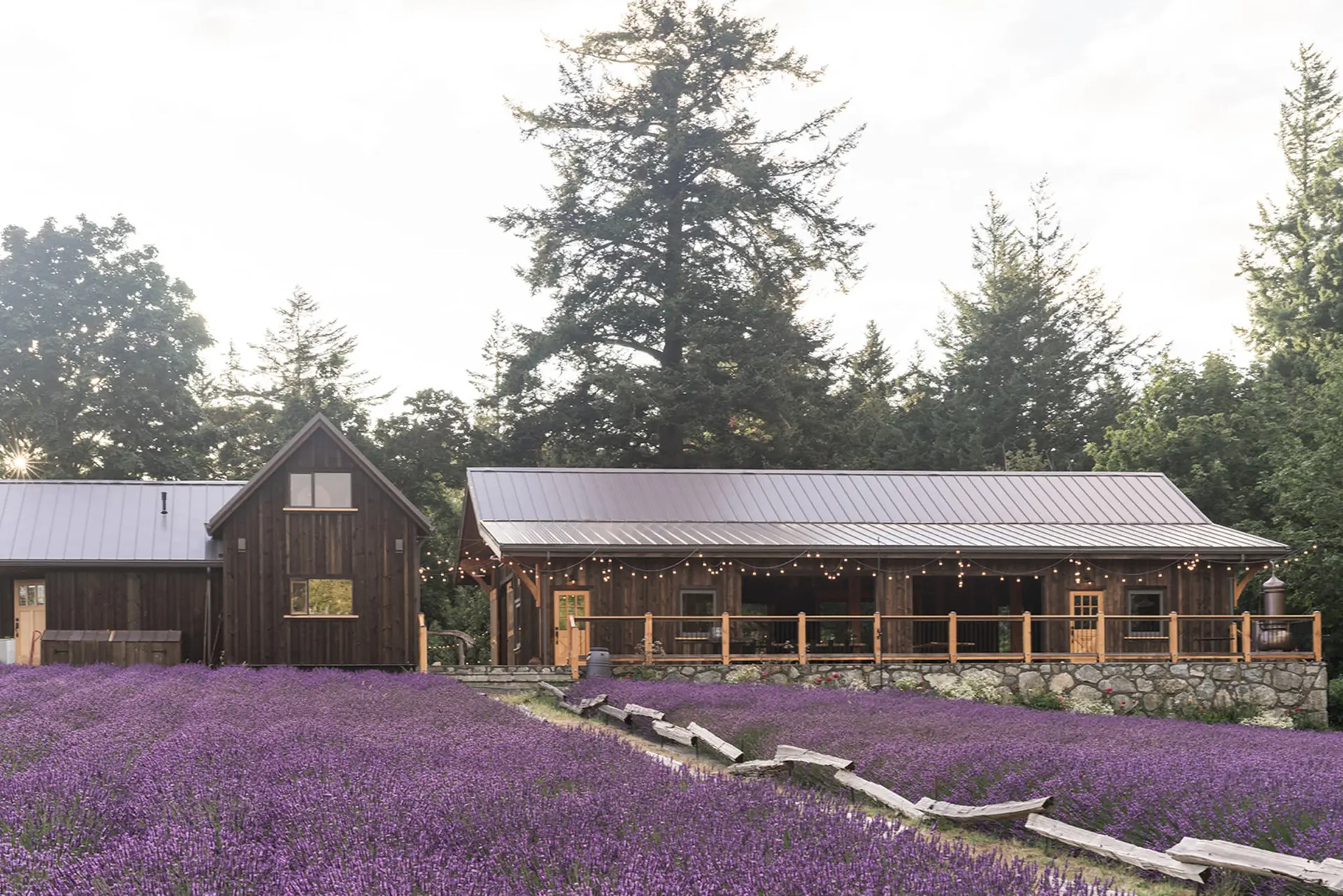 Blooming lavender field in summer at Bilston Creek Farm, Metchosin BC