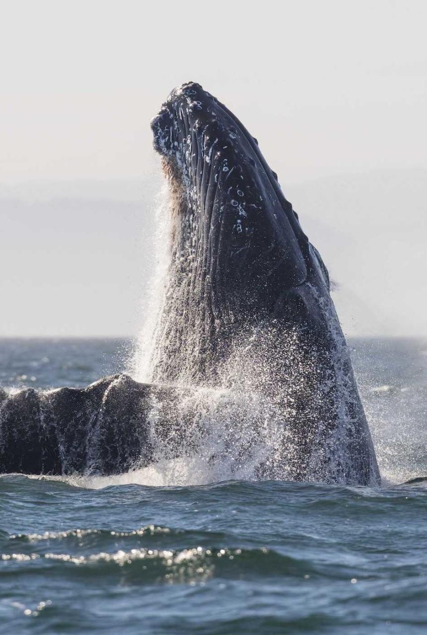 Humpback whales are making an extraordinary comeback in the Salish Sea. Come on out with us and say hello!