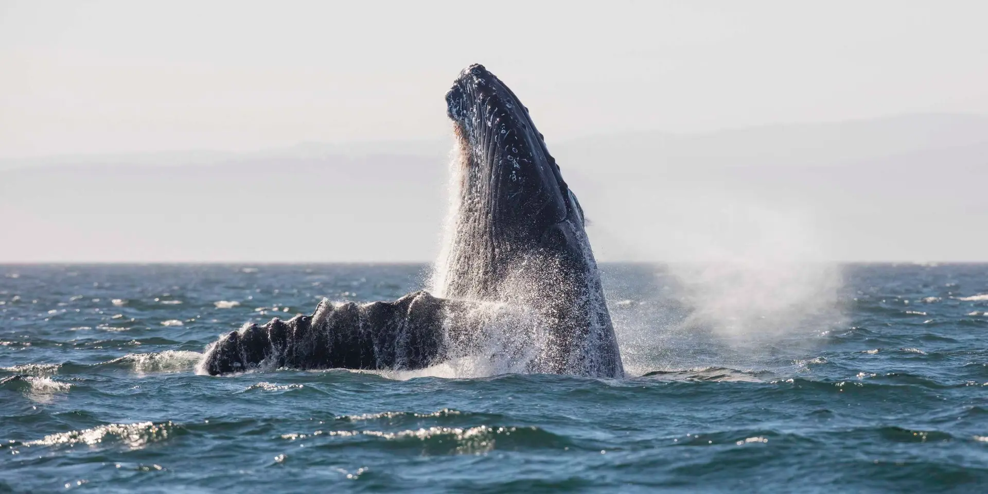 Humpback whales are making an extraordinary comeback in the Salish Sea. Come on out with us and say hello!