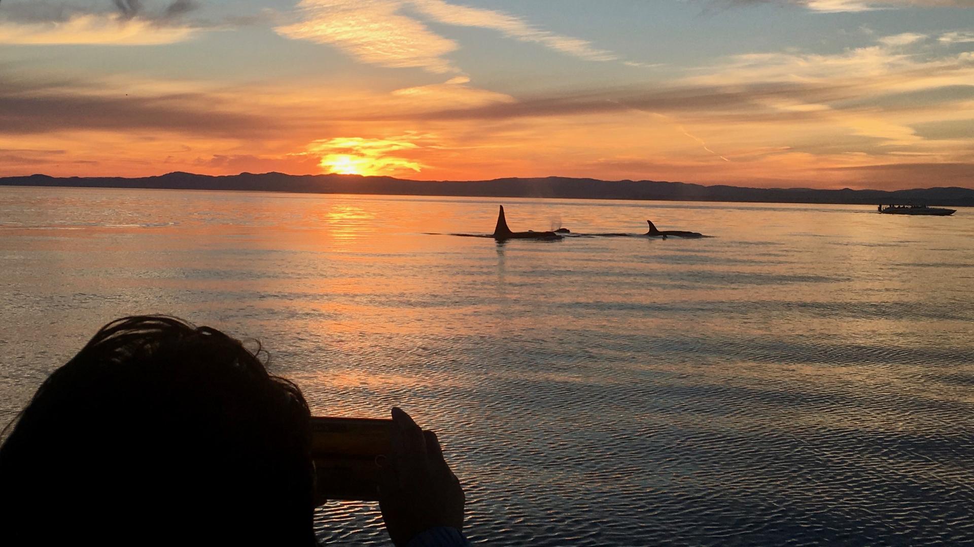 Eagle Wing Tours the first company to offer Sunset whale watching tours in Victoria