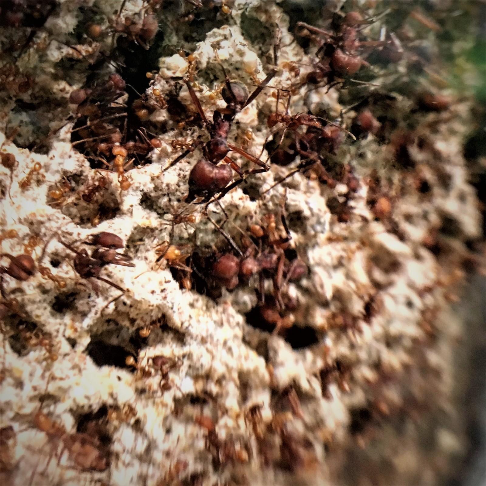 A small slice of the colony showing off the size disparity of all the different sisters in ant colonies.