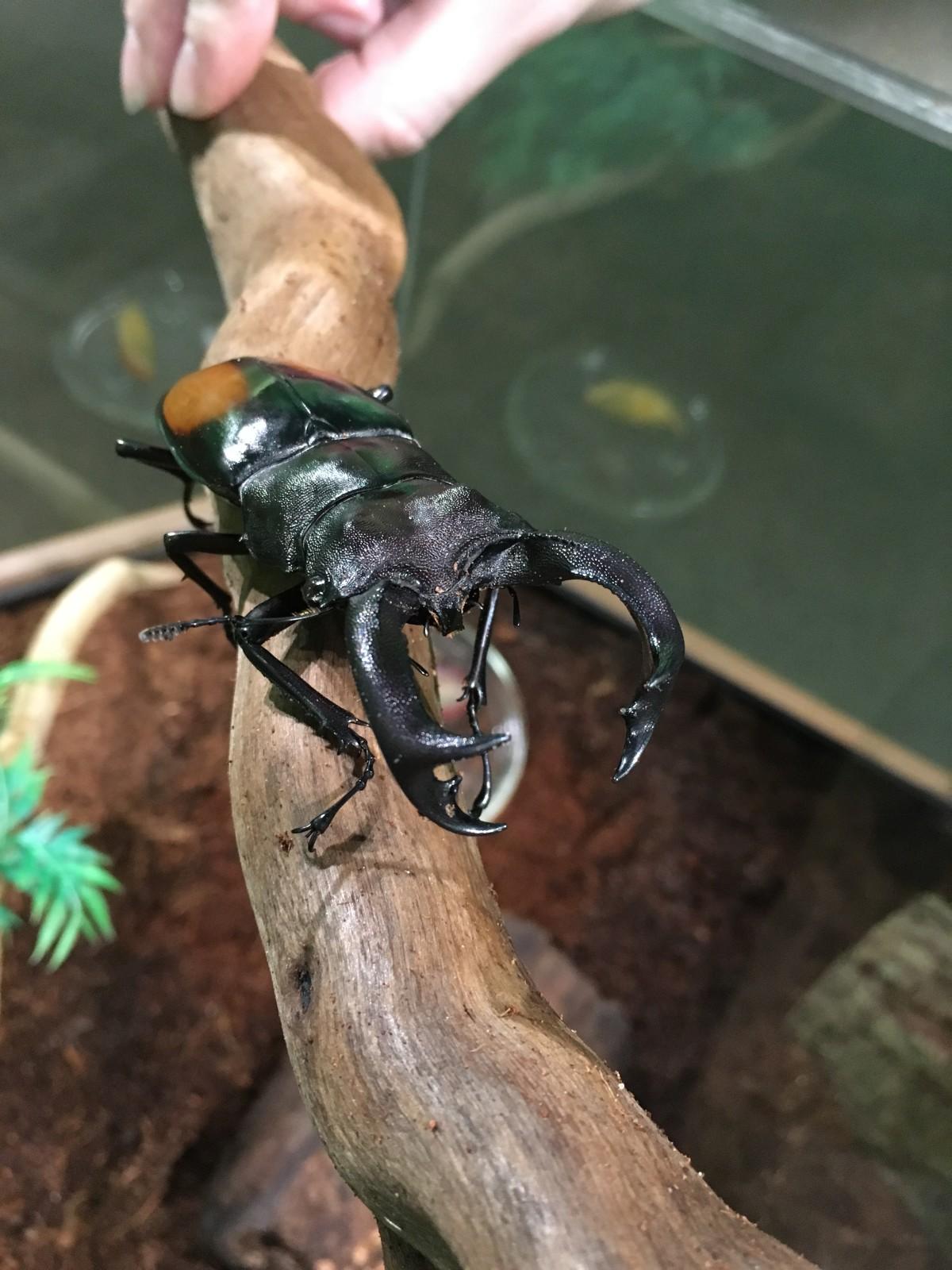 Useful for impressing the ladies and fighting other males for the chance to mate with a female, those large pincers can also be used for defense against predators.