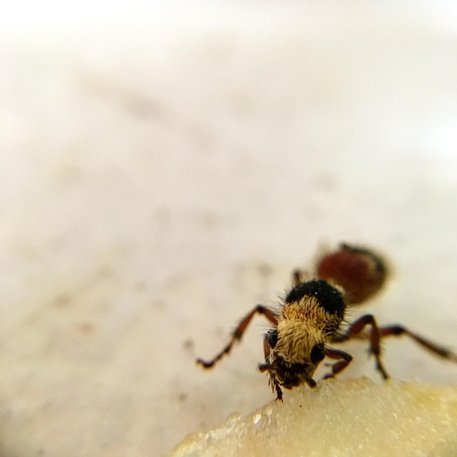 This so called "ant" is actually a wingless female wasp with an incredibly powerful sting. The pain can be completely debilitating for humans! luckily they are not aggressive, and if treated with space and respect they tend to leave us alone!