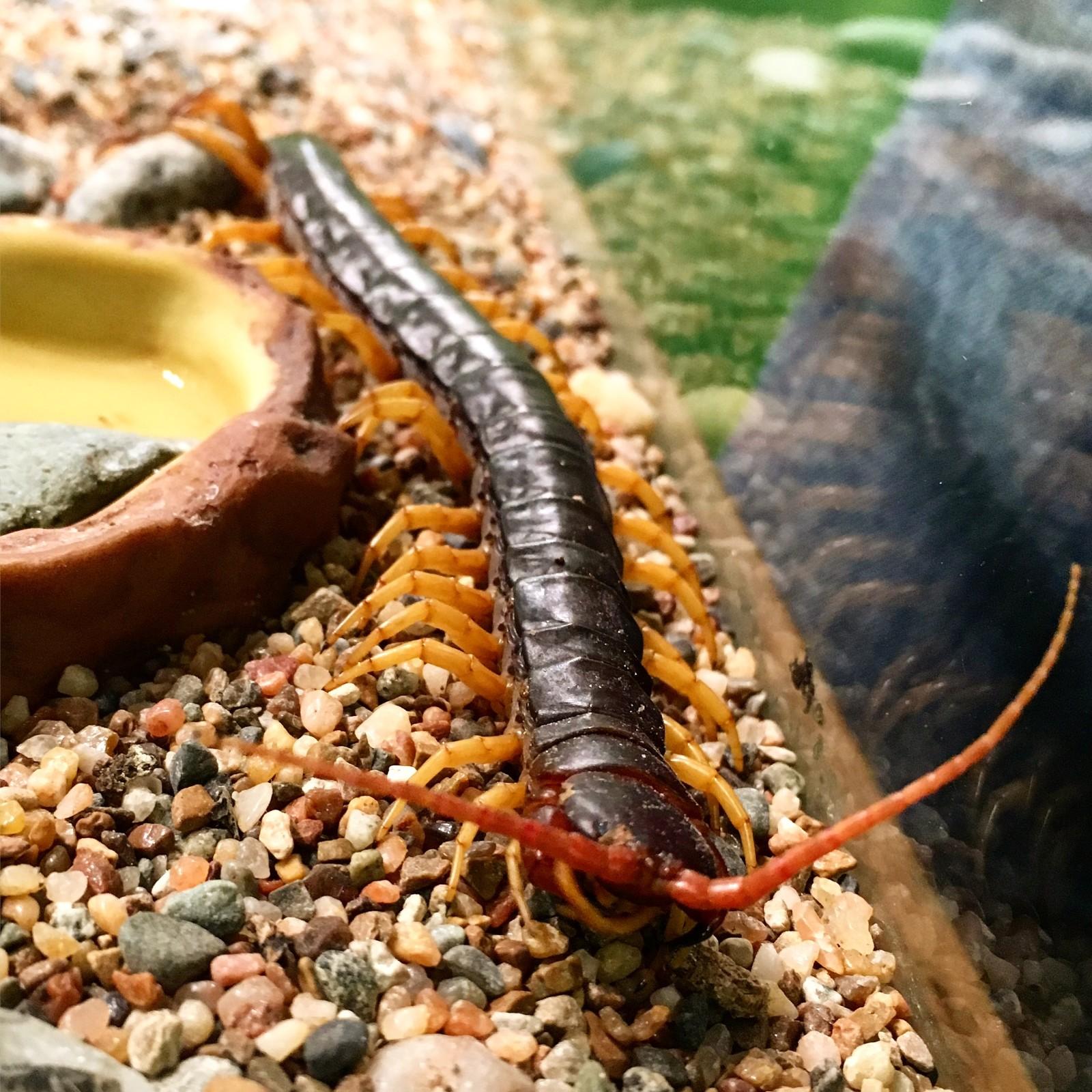 Jet is our quick and feisty Vietnamese centipede. Her antenna are incredibly sensitive at picking up different chemicals and vibrations, making her an effective predator.