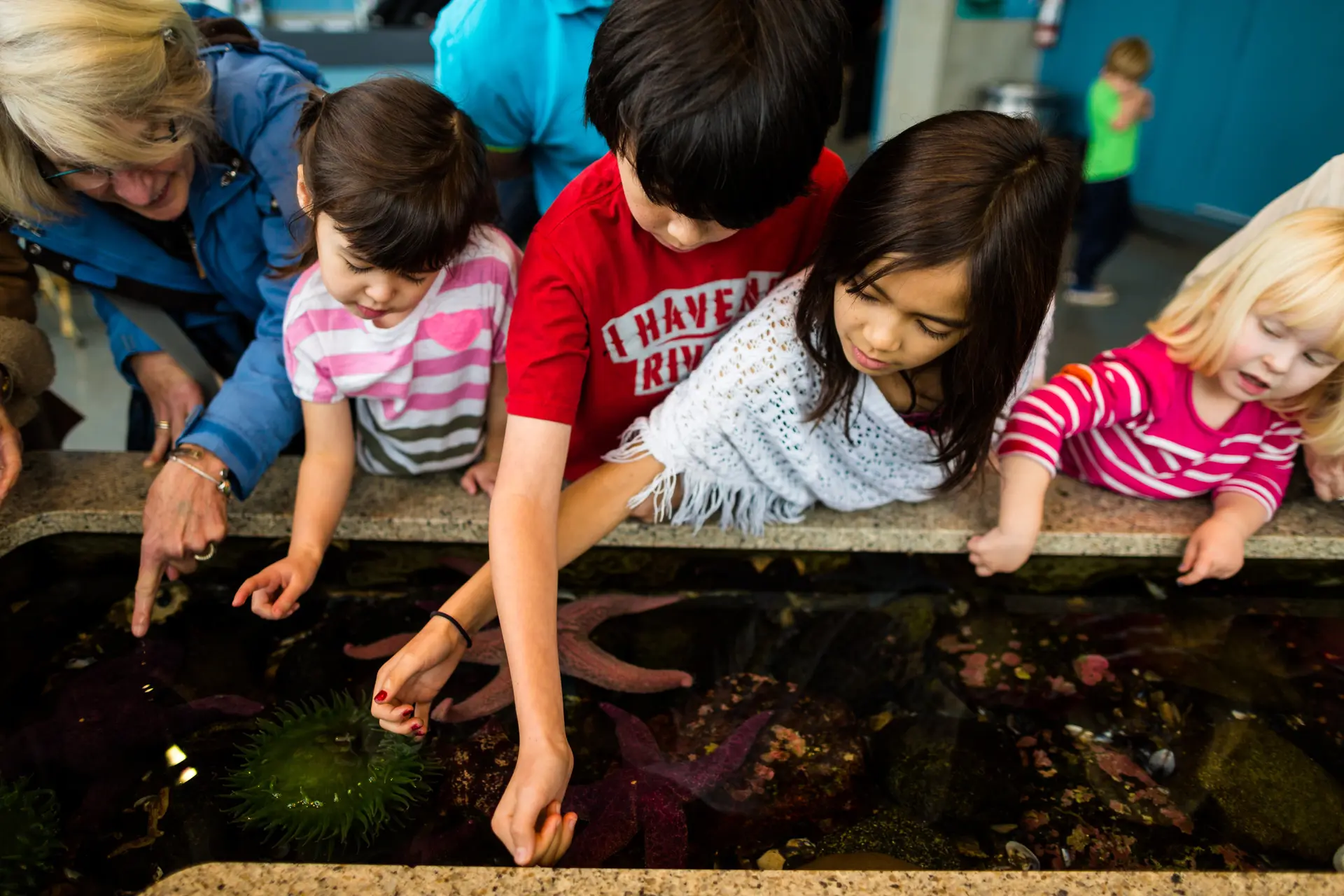 Hands-on touch pool at the Shaw Centre for the Salish Sea.