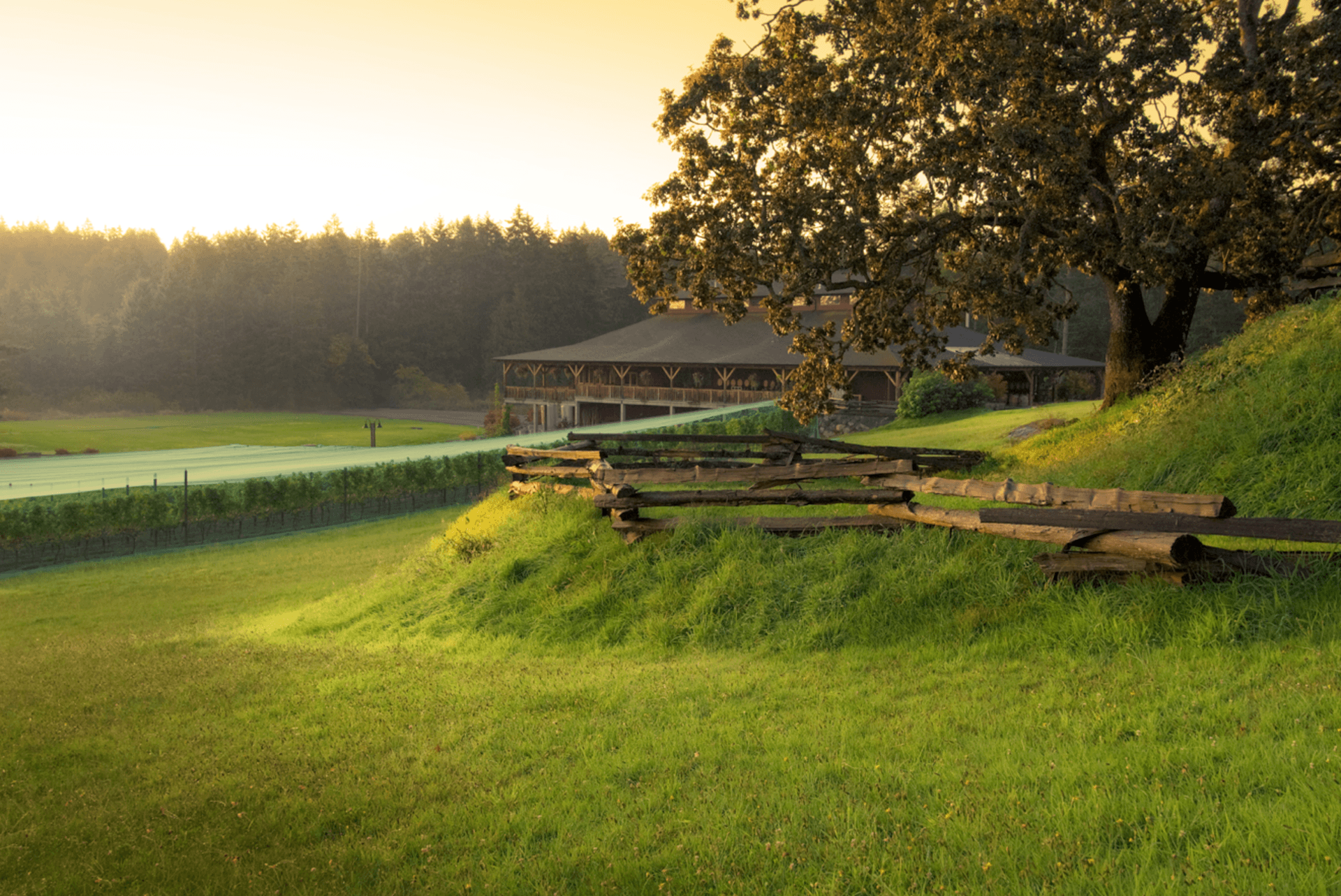 Church & State Wines from the hillside