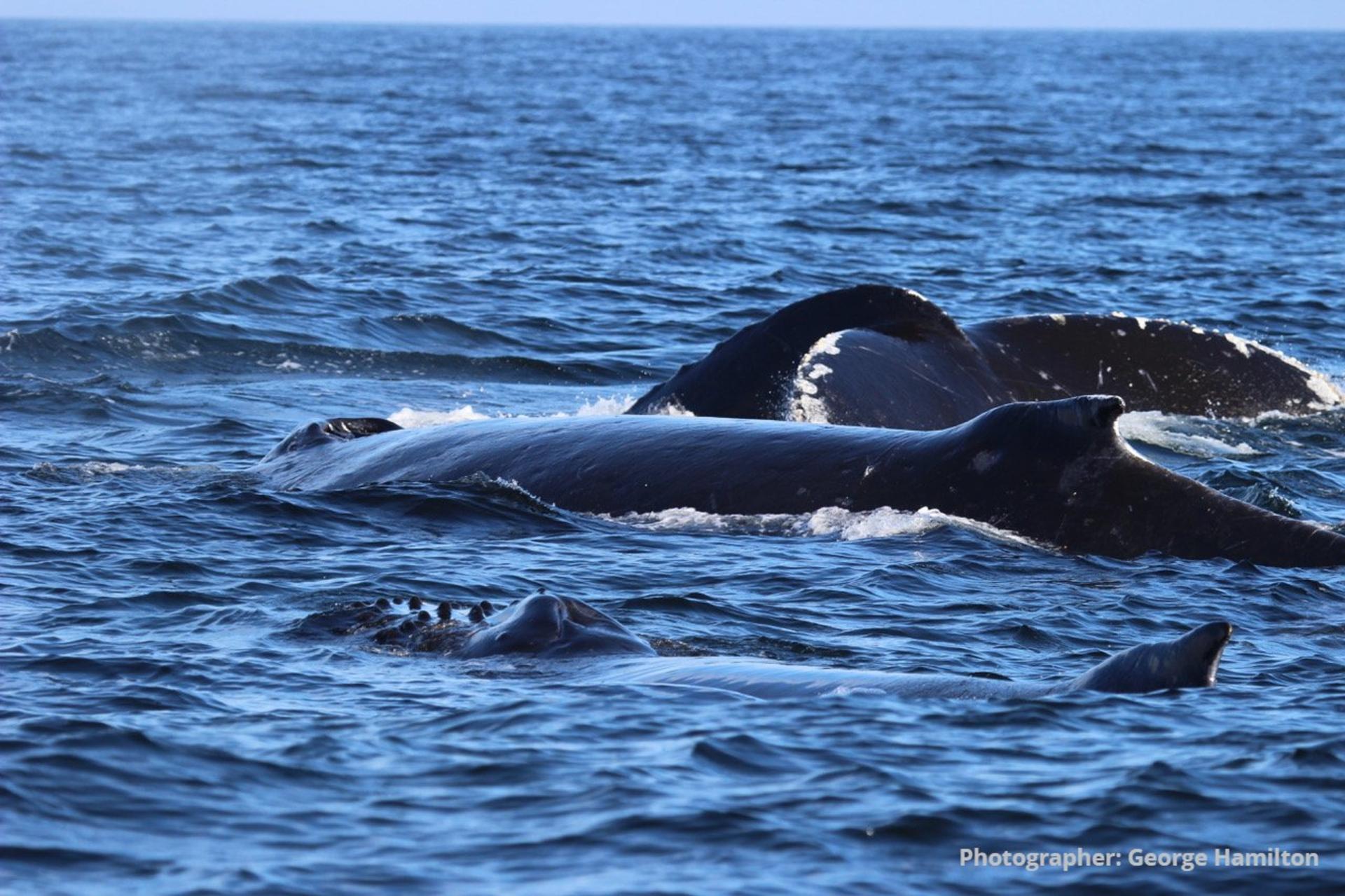 Three humpback whales surface beside each other