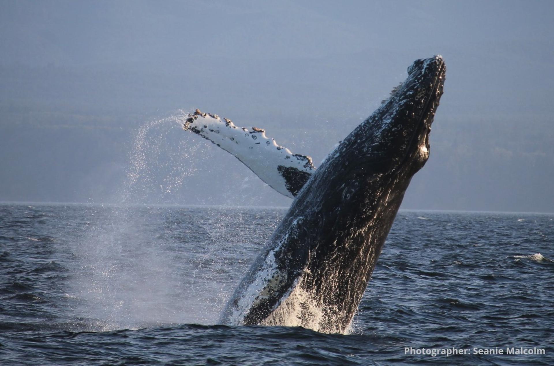 A humpback whale takes to the sky with a full breach!