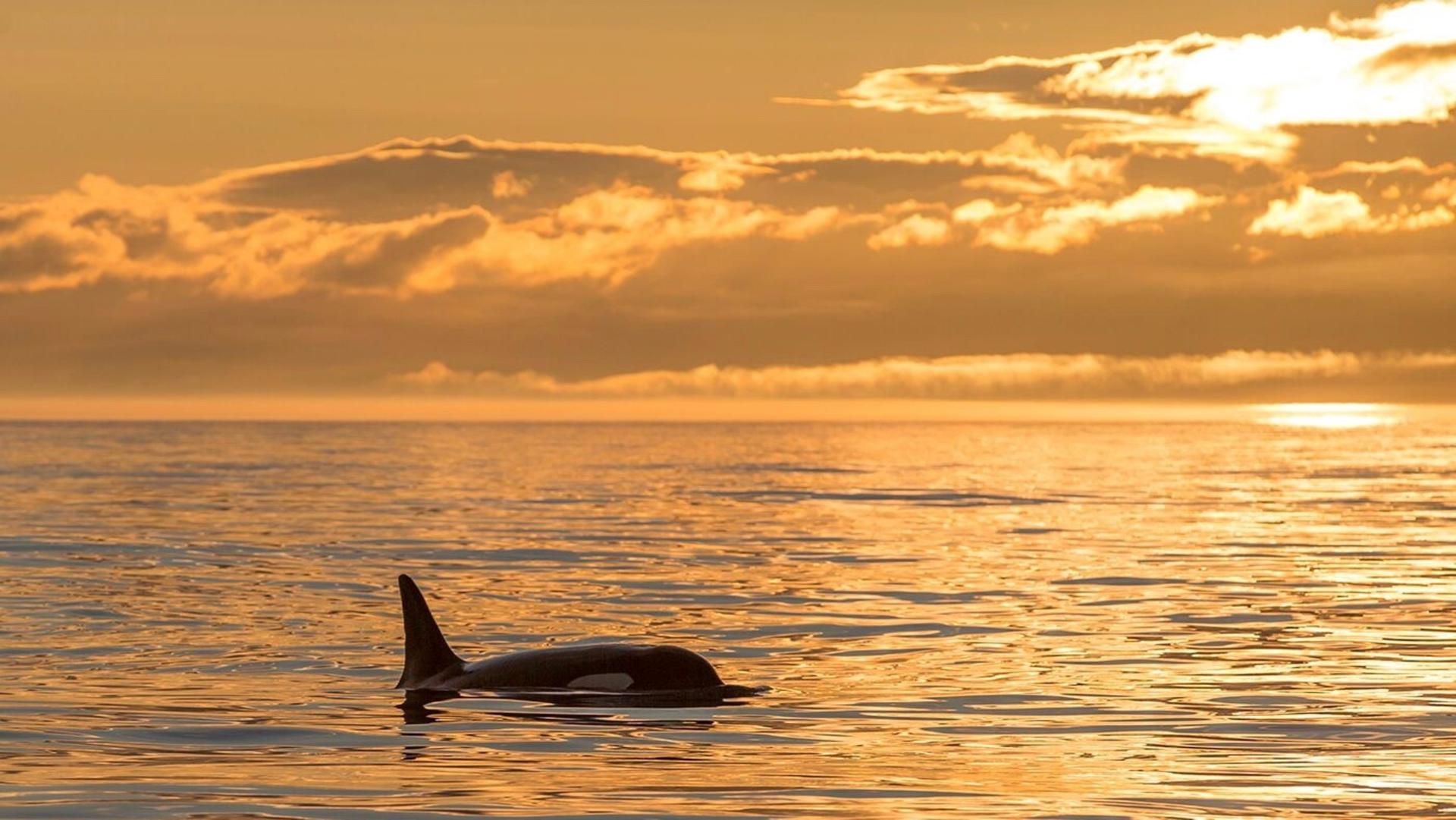 Eagle Wing Tours experts at offering whale watching tours at the end of the day--Sunset.