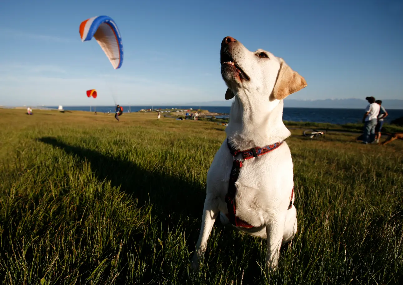 A dog at a kite festival in Victoria, BC
