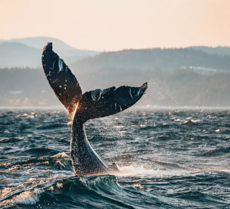 A humpback whale tail fin in Victoria, BC