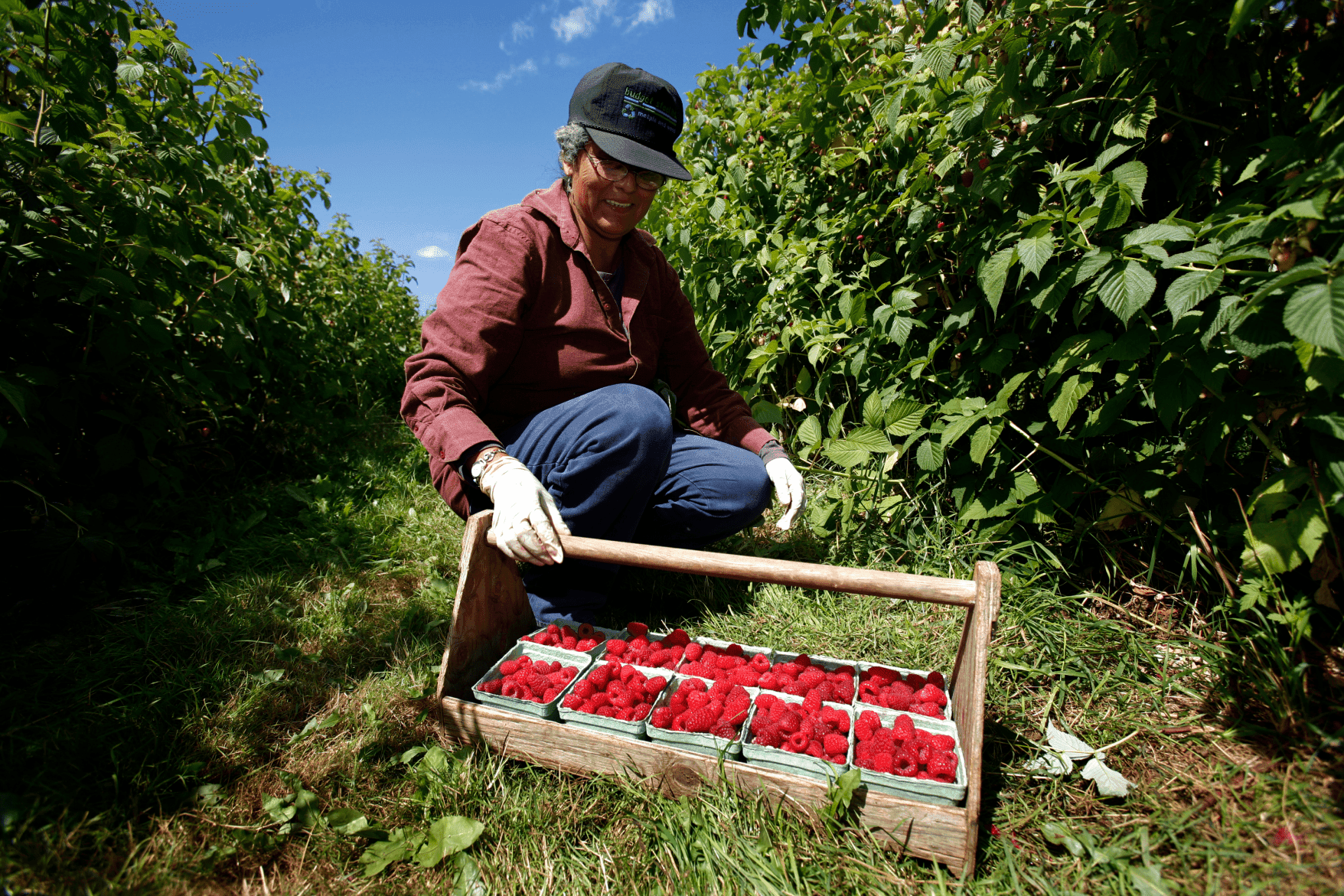 A person gathering fruit in Saanich Peninsula Farmland