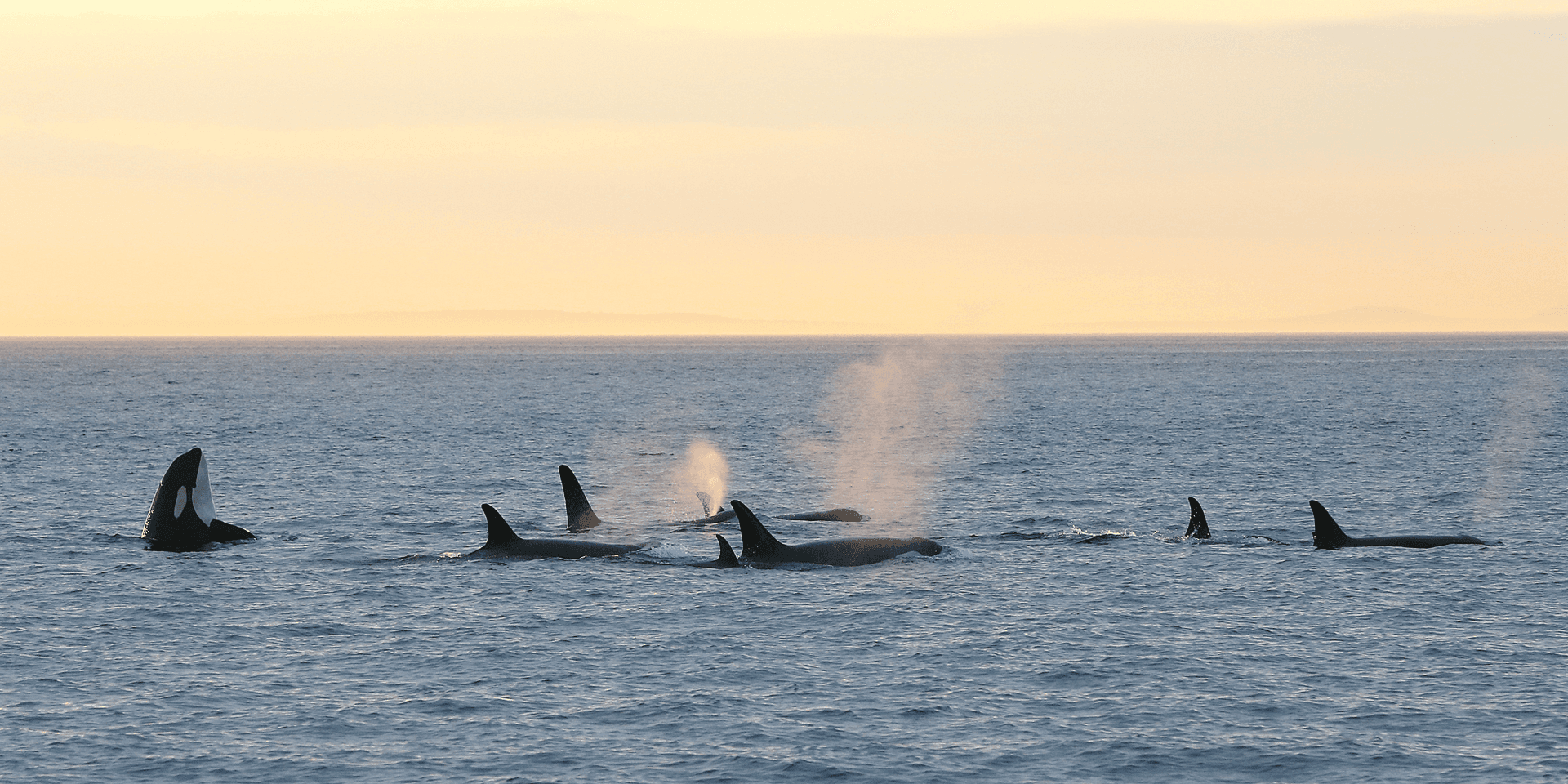 A pod of orcas in Victoria, BC